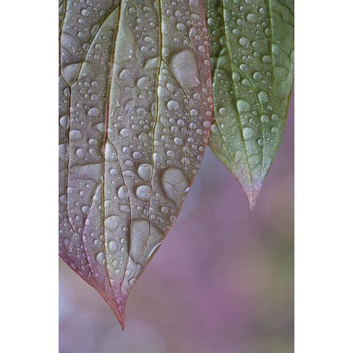 Jaynes Gallery 아티스트의 USA-Washington State-Seabeck Raindrops on peony leaves작품입니다.